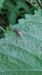 Muscina stabulans