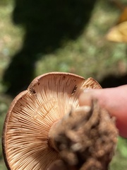 Lactarius quietus incanus