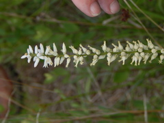 Aletris farinosa