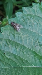 Muscina stabulans