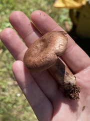 Lactarius quietus incanus
