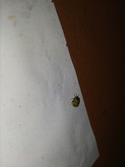 Coptosoma punctiventris