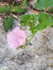 Malva hispanica