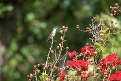 Archilochus alexandri