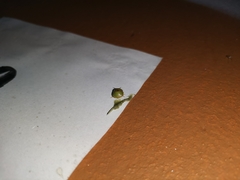 Coptosoma punctiventris