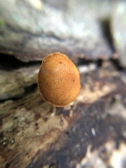 Pholiota granulosa