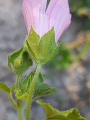 Malva hispanica