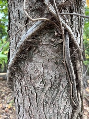 Toxicodendron radicans