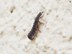 Nyctophila reichii