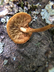 Pholiota granulosa
