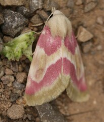 Schinia regina