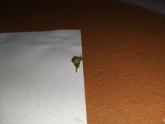 Coptosoma punctiventris