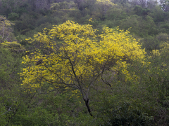 Handroanthus