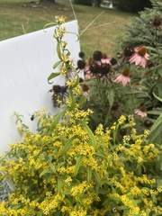 Solidago odora