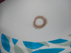 Hemipholiota populnea