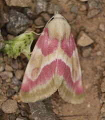 Schinia regina