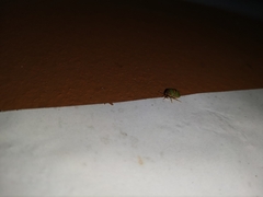 Coptosoma punctiventris