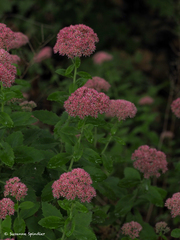Hylotelephium maximum × spectabile