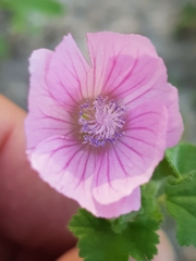 Malva hispanica