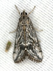Evergestis simulatilis