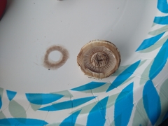 Hemipholiota populnea