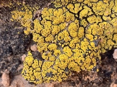 Candelariella rosulans