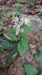 Eurybia divaricata