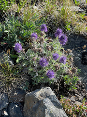 Phacelia sericea