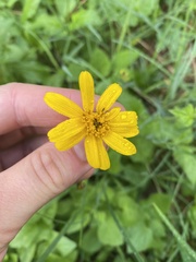 Arnica