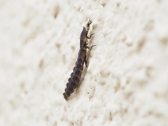 Nyctophila reichii