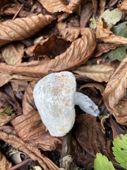 Hypomyces chrysospermus