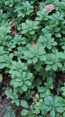 Pachysandra terminalis