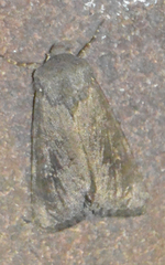 Aporophyla