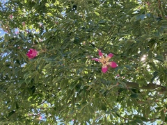 Ceiba speciosa