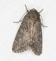 Eriopygini