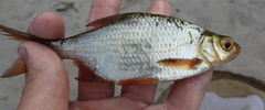 Scardinius erythrophthalmus