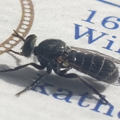 Atomosia melanopogon