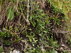 Globularia cordifolia