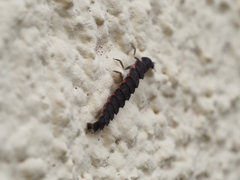 Nyctophila reichii