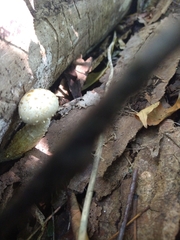 Hemipholiota populnea