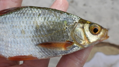 Scardinius erythrophthalmus