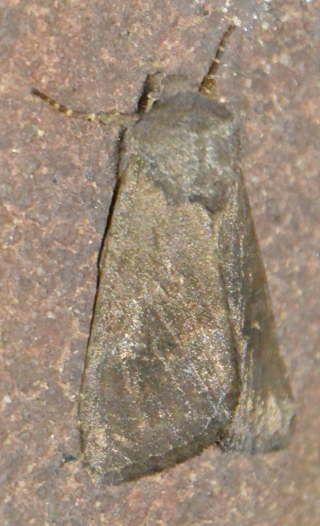 Deep-brown Dart