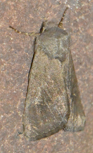 Deep-brown Dart