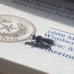 Atomosia melanopogon