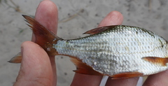 Scardinius erythrophthalmus