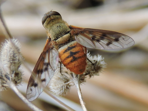 Neodiplocampta miranda