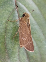 Borbo cinnara