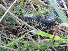 Lampropeltis nigra