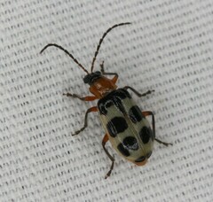 Paranapiacaba tricincta