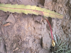 Epiphyllum phyllanthus